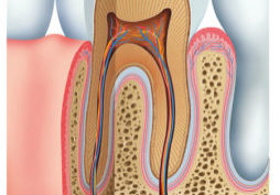 Inner Anatomy Tooth